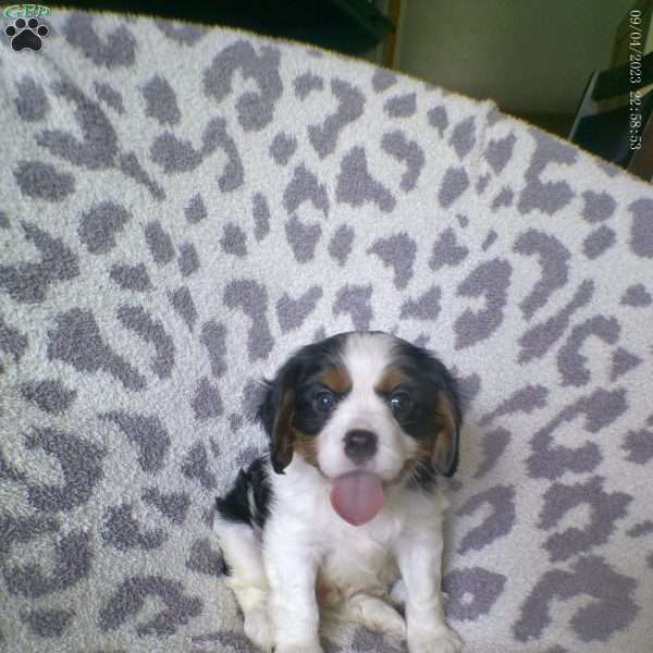 Duke, Cavalier King Charles Spaniel Puppy